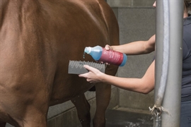 Blue Hors After Work Shampoo